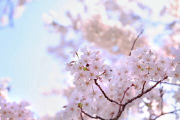 Obraz premium Beautiful cherry blossoms in Japan さくらの花