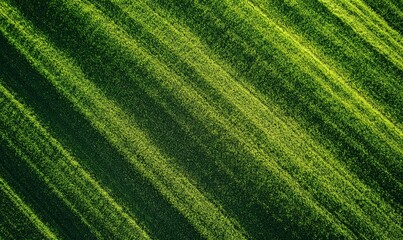 Fototapeta premium Aerial view of a green grass field with lines and stripes, a top-down perspective, bright daylight, shot from above, a flat lay background