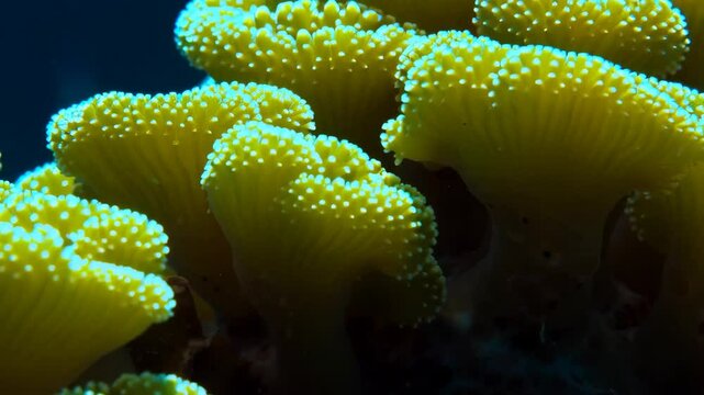 Yellow coral polyps filtering seawater, extending translucent tentacles across underwater reef ecosystem, revealing intricate marine biological movement