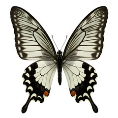 Obraz premium Elegant Black White Butterfly Wings Nature Insect Macro Photography art image fauna animal design