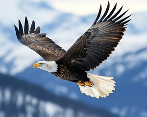 Obraz premium Bald eagle soaring mountains