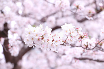 Naklejka premium Beautiful cherry blossoms in Japan,sakura さくらの花