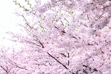 Beautiful cherry blossoms in Japan,sakura　 さくらの花