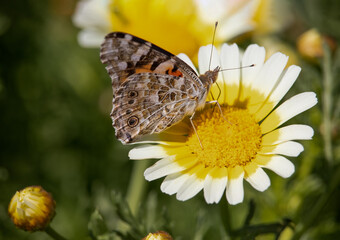 butterfly on flower