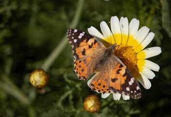 butterfly on flower