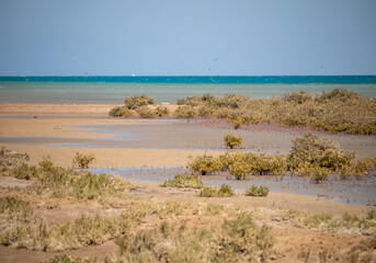 Mangrove trees in Hurghada, Red sea, Egypt