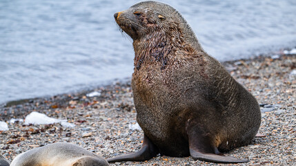 Fur seals photographed in Grytviken South Georgia