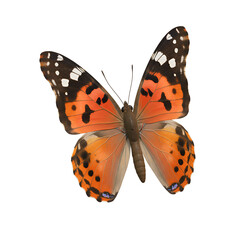 Fototapeta premium Beautiful Orange Butterfly Isolated on Black Background Detailed Wings Insect art fauna macro nature