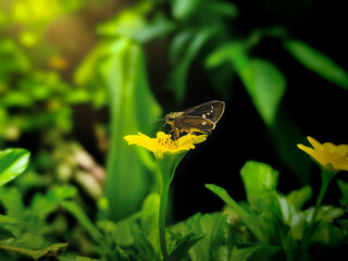 a butterfly perched on a yellow flower