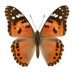 Naklejka premium Beautiful Orange Butterfly Isolated Black Background Detailed Wings Insect art macro fauna color