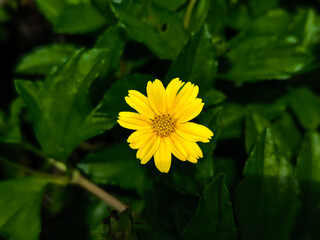 Yellow flower on green leaf background