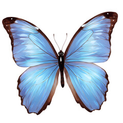 Beautiful Light Blue Morpho Butterfly Wings Isolated on Black Background Nature art fauna macro