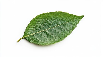 Fototapeta premium Generic Leaf Scene