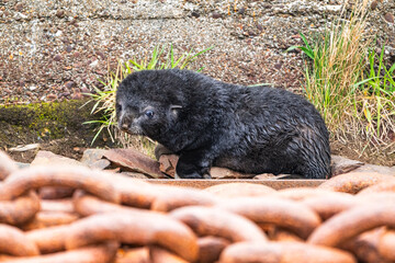Fur Seal Pups Photographed in Grytviken, South Georgia