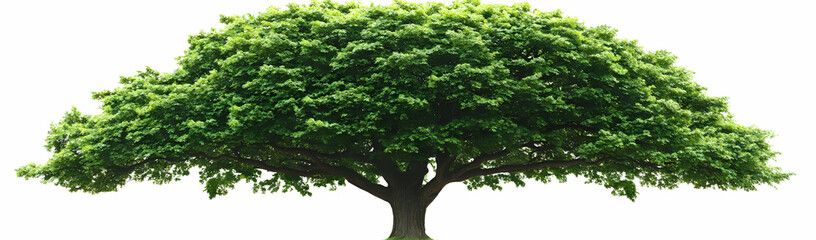 Lush green tree, isolated background, nature