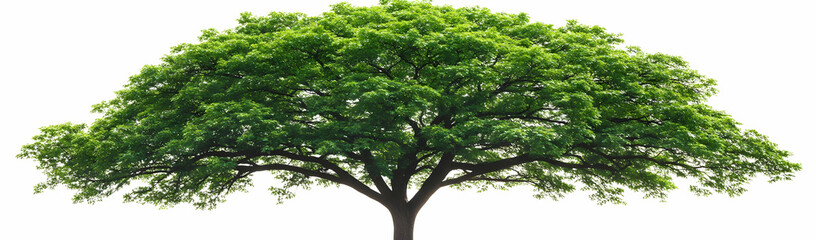 Fototapeta premium Lush green tree, nature background, isolated