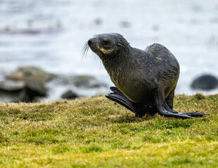 Fur seals photographed in Grytviken South Georgia