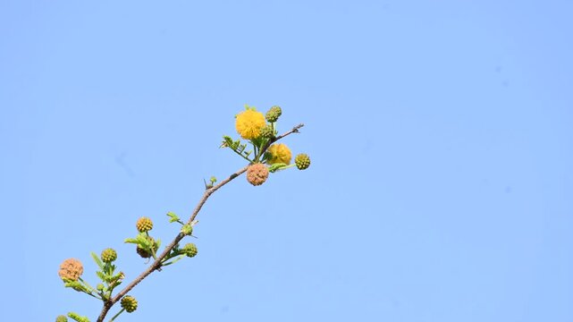 Vachellia nilotica flowers. Its other names gum arabic tree,&nbsp;babul, thorn mimosa, Egyptian acacia and thorny acacia. This is a tree in the family&nbsp;Fabaceae. Yellow Wildflower.

