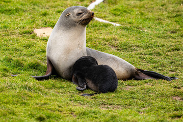 Obraz premium Fur Seal Pups Photographed in Grytviken, South Georgia