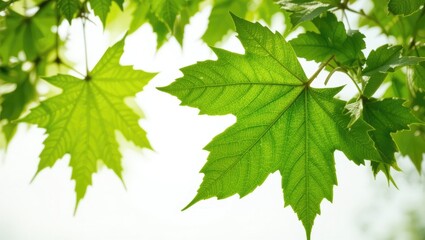 Closeup of Fresh Green Maple Leaves with Vibrant Texture Against Soft Light Background