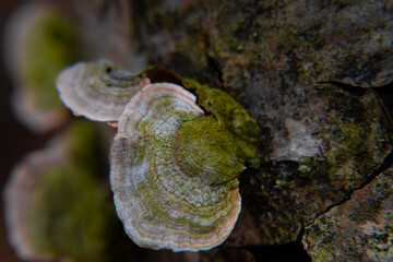 Macro shots of turkey tail mushrooms growing on dead trees
