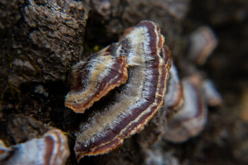 Macro shots of turkey tail mushrooms growing on dead trees