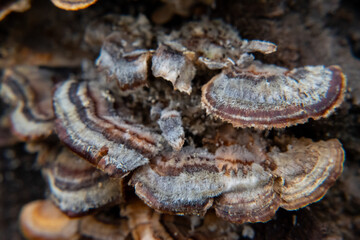 Macro shots of turkey tail mushrooms growing on dead trees