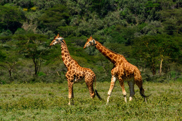 Rothschild's giraffe, Baringo giraffe or Ugandan giraffe (Giraffa camelopardalis rothschildi). One of the most endangered giraffe species, they have 3 ossicones  (horns). Lake Nakuru. Nakuru. Kenya.