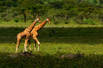 Rothschild's giraffe, Baringo giraffe or Ugandan giraffe (Giraffa camelopardalis rothschildi). One...
