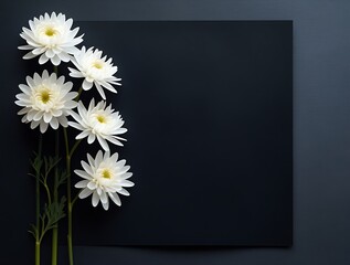 White Chrysanthemum Flowers on Dark Background – Funeral Condolence and Sympathy Card