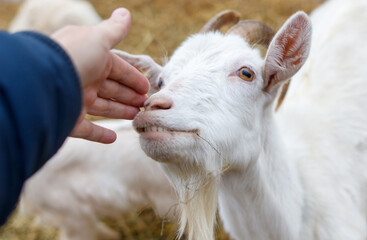 A goat is being petted by a person