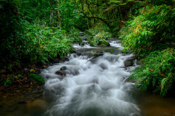A clean mountain river flowing through dense, green rainforest vegetation in Bwindi Impenetrable Forest National Park. Uganda.