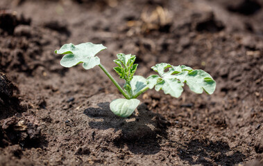 A small plant is growing in the dirt