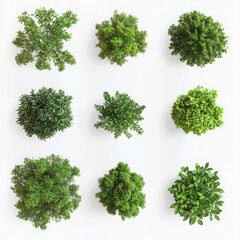 Obraz premium 3D render of various types of trees and bushes, white background