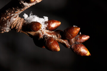 A branch with buds on it