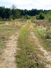Obraz premium A dirt road in a field with trees in the background