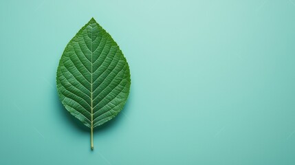 Green leaf on a light green background. Concept of nature, plant, and environment.