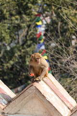 Monkey eating fruit by sitting on one of the wall at Swayambhunath, the World Heritage Site declared by UNESCO