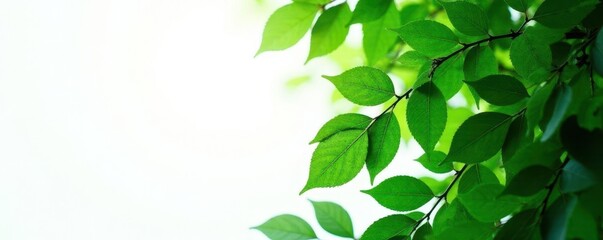 Obraz premium Dense forest leaves isolated on white background, greenery, forest, tree leaves