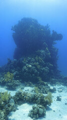 Underwater photograpby of a beautiful coral reef landscape and scenery. From a scuba dive in the...