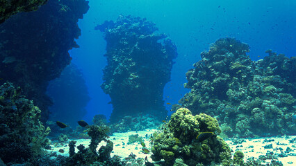 Underwater photograpby of a beautiful coral reef landscape and scenery. From a scuba dive in the deep south of Egypt near the Sudan border. 