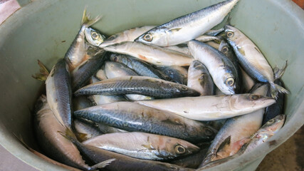 various fresh seafood on basket for sale in fish market