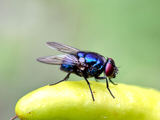 Close up of blue bottle fly (Calliphora vomitoria)