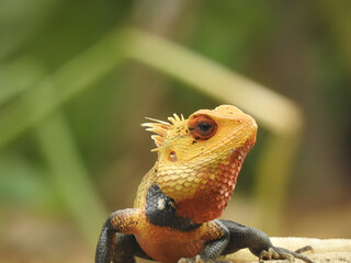 Close-up of a vibrant lizard with detailed scales