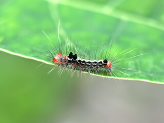 Close up of Caterpillar in green leaves