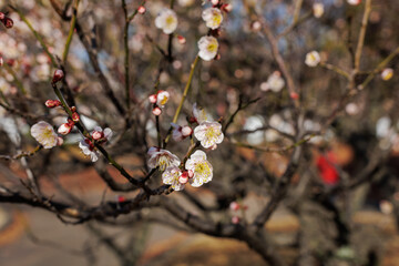 Delicate soft white plum blossoms with hues of pink bloom on branches among sprouting buds. Sunlight gently illuminates the petals, highlighting their intricate details. Bokeh park background.