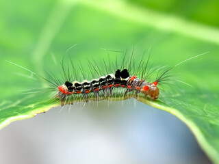 Close up of Caterpillar in green leaves