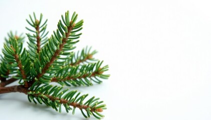 a few sprigs of fir with intricate branching on white background, tree, twiggy