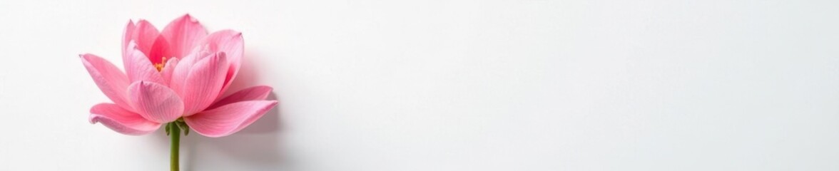 Single bloom on a minimalist background with subtle texture, minimalist, background, white