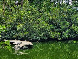 Tortugas tomando el sol, El jardín botánico, El Salvador.